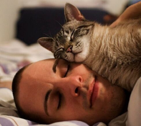 mit einer Katze schlafen als Ursache für Parasitenbefall