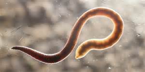 Arten von Würmern
