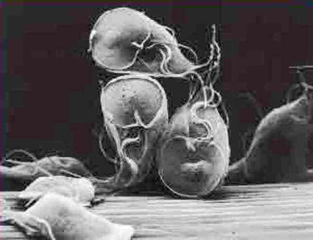 Giardia-Protozoen-Parasit