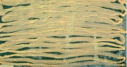 Bandwurm breit